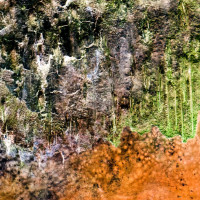 FRANCISCO LOPEZ & DANIEL MENCHE - 'Sacrificed Phloem (Zannec Line)' CD