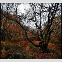 THE FIELDS OF HAY - 'A Circle Of Skin' CD